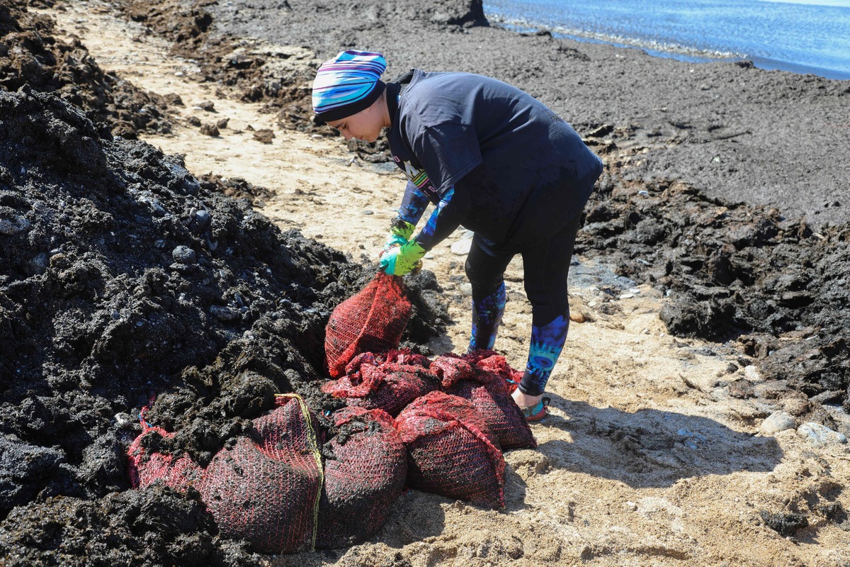 algeria beaches covered brownish algae